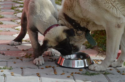 View of two dogs eating food