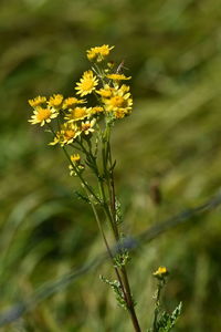 Close-up of yellow flowering plant