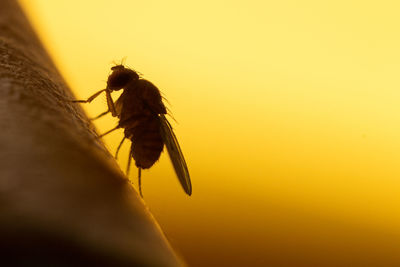 Close-up of fly on orange leaf