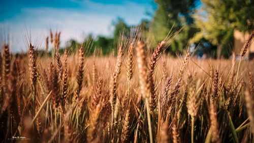 Close-up of wheat field against sky