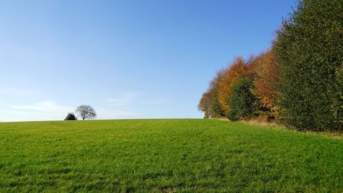 Trees on field against clear sky