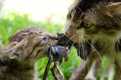 Close-up of a cat eating a mouse