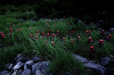 Red flowering plants on field