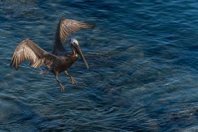 Close-up of pelican swimming in lake