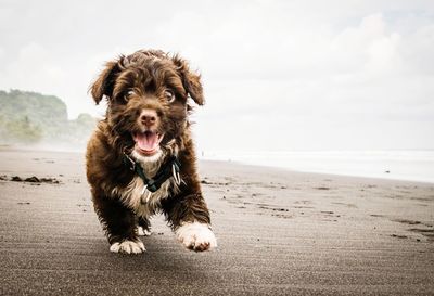 Portrait of dog walking at beach