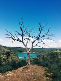 Bare tree on landscape against clear blue sky