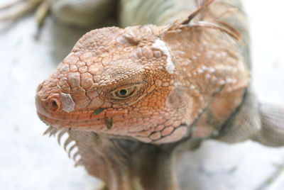 Close-up portrait of lizard