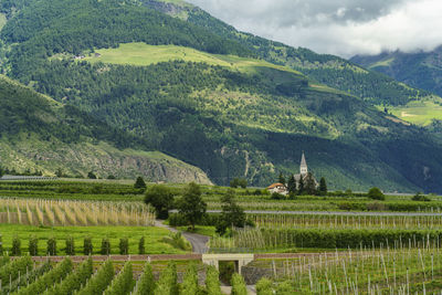 Scenic view of vineyard against sky