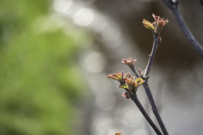 Close-up of red flowering plant