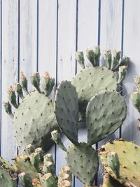 Close-up of plant