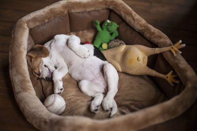 Dog sleeping in pet bed