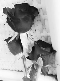 Close-up of flower blooming outdoors