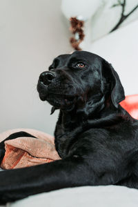 Close-up of a dog resting