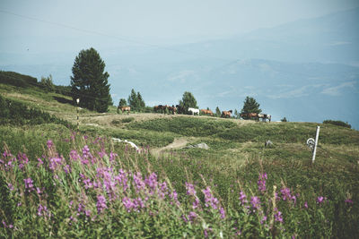 Purple flowering plants on field against sky