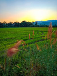 Scenic view of agricultural field against sky during sunset