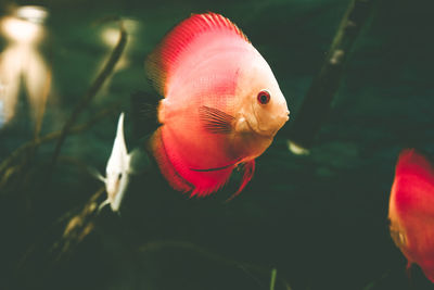 Close-up of fish swimming in aquarium