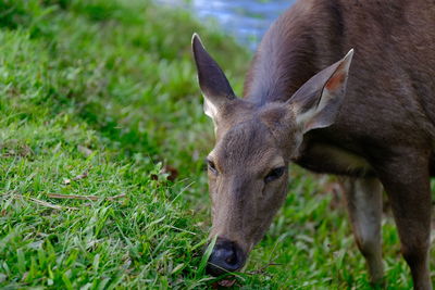 Sambar Deer