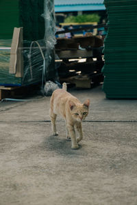 Cat standing in a street