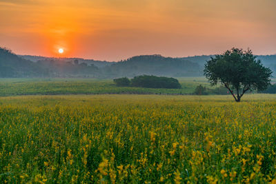 Scenic view of field against sky during sunset