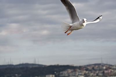 Low angle view of seagulls flying against sky