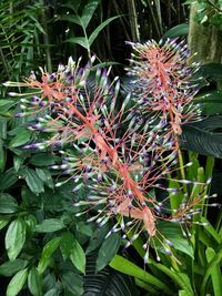 Close-up of flowers blooming outdoors