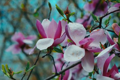 Close-up of pink cherry blossoms