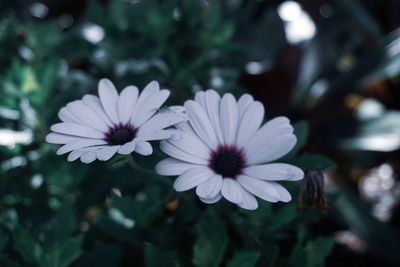 Close-up of white flowers