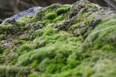 Close-up of moss
