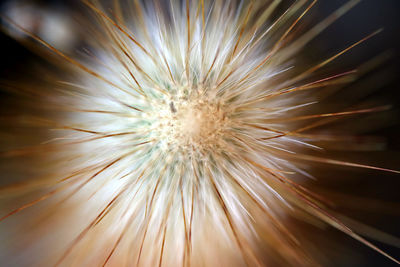 Close-up of dandelion