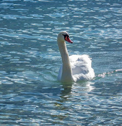 Swan swimming in lake