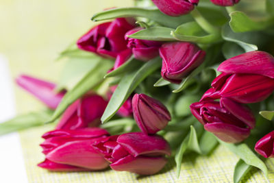 Close-up of pink flowering plant