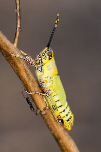 Close-up of locust perching on branch