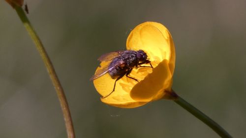 Close-up of yellow flower