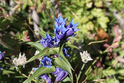 Close-up of purple flowering plant