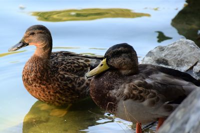 Close-up of mallard ducks swimming on lake