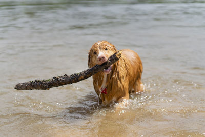 Dog in a water