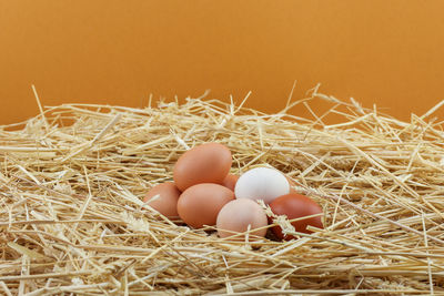 Close-up of hay in nest