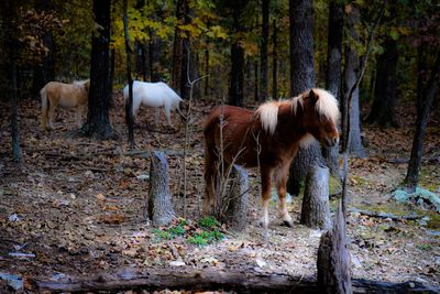 Horse standing in a forest