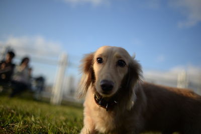 Close-up portrait of dog on grass