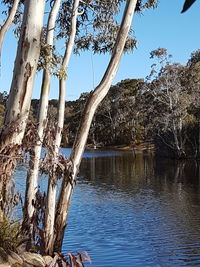 Bare tree by lake against blue sky