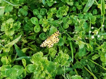 High angle view of butterfly on plant