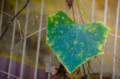 Close-up of raindrops on leaves