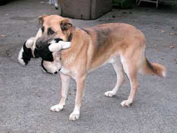 A playing dog with a stuffed animal in its mouth