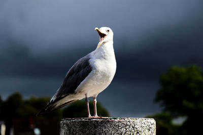 Portrait of seagull with open beak - blurred background