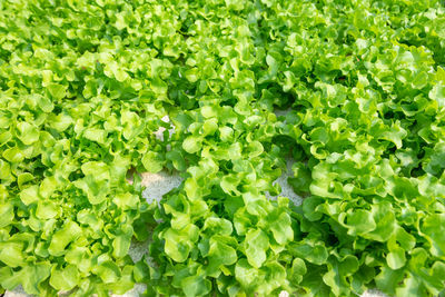 Full frame shot of fresh green plants