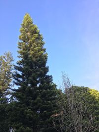 Low angle view of pine tree against sky