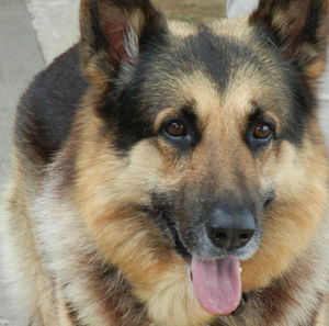 Close-up portrait of dog