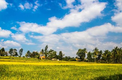 Scenic view of agricultural field against sky