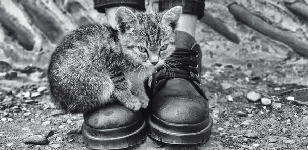 Side view of kitten sitting on owner shoes