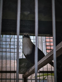 View of bird in cage